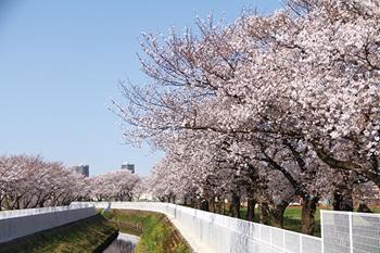砂川堀周辺の桜の写真